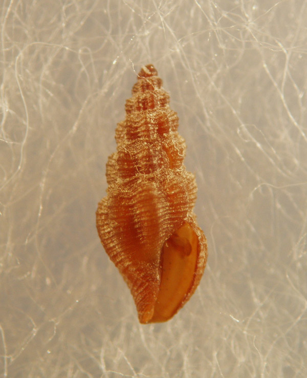 Famiglia CONIDAE